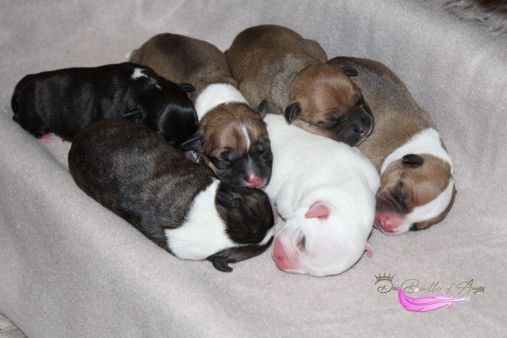 chiot Staffordshire Bull Terrier Des Bouilles D'Anges