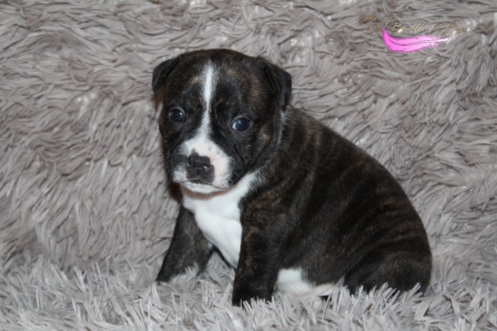 Des Bouilles D'Anges - Chiot disponible  - Staffordshire Bull Terrier