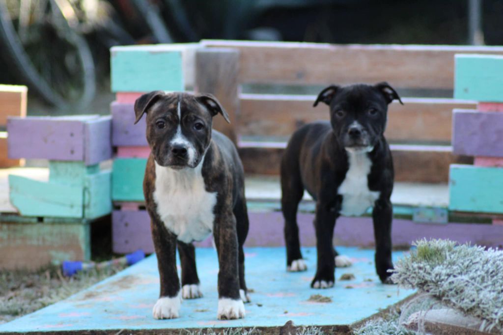 Des Bouilles D'Anges - Chiot disponible  - Staffordshire Bull Terrier