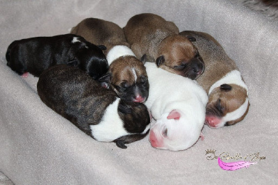 Des Bouilles D'Anges - Staffordshire Bull Terrier - Portée née le 18/10/2024