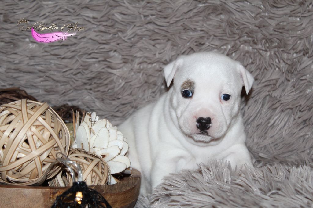 Des Bouilles D'Anges - Chiot disponible  - Staffordshire Bull Terrier