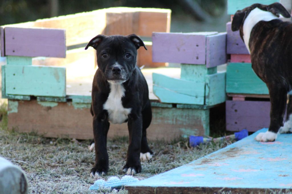 Des Bouilles D'Anges - Chiot disponible  - Staffordshire Bull Terrier