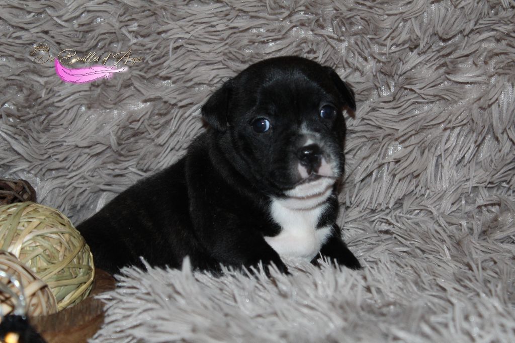 Des Bouilles D'Anges - Chiot disponible  - Staffordshire Bull Terrier