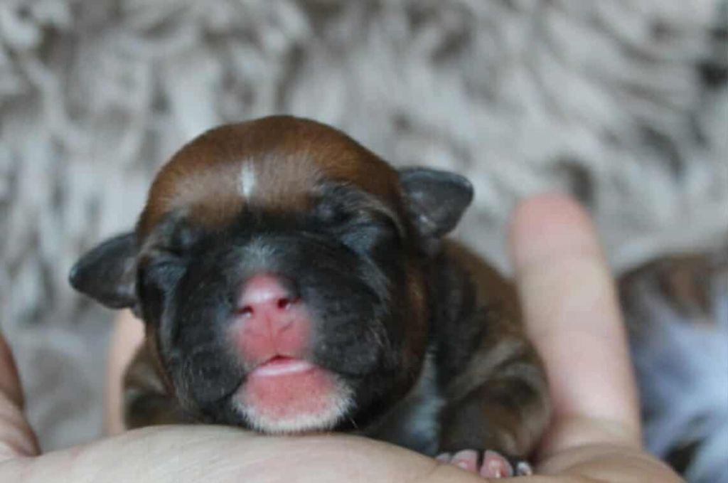 Des Bouilles D'Anges - Chiots disponibles - Staffordshire Bull Terrier