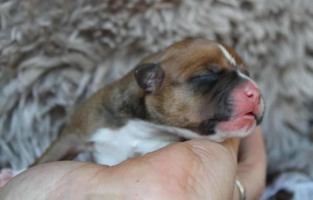 Des Bouilles D'Anges - Chiots disponibles - Staffordshire Bull Terrier