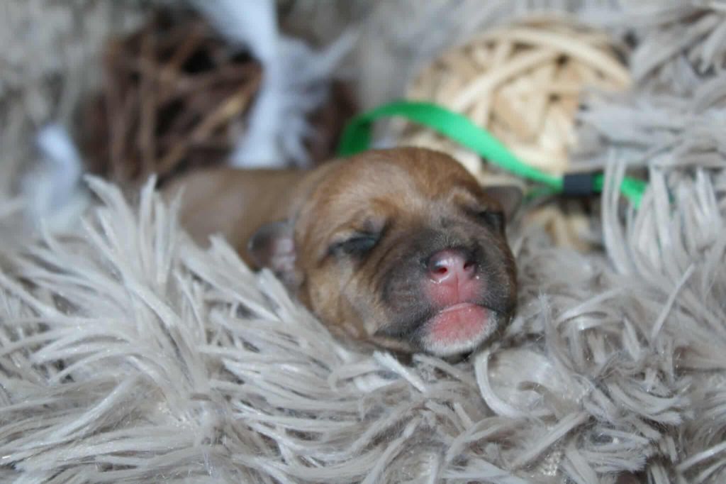 Des Bouilles D'Anges - Chiots disponibles - Staffordshire Bull Terrier